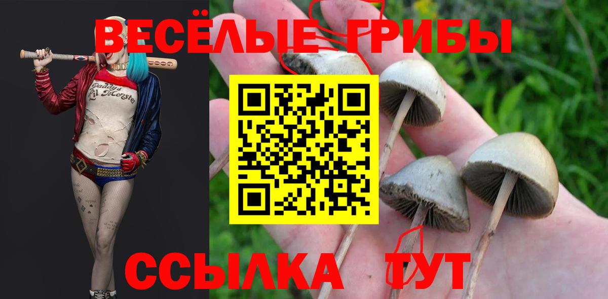 Чайковский  Галлюциногенные грибы Magic Shrooms  Вход с VPN  Псилоцибиновые грибы Psilocybe 
